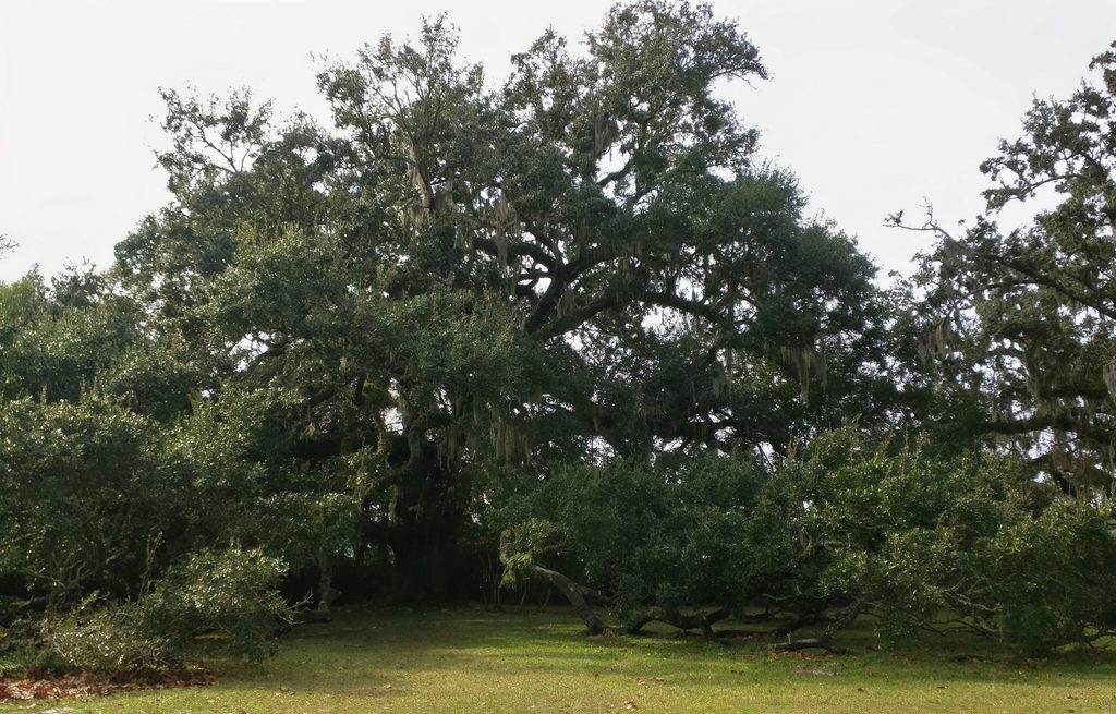 Live Oak Tree
